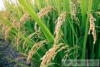 Recept Rychlá vařená rýže - rýžové pole