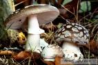 Recept Houby v octě - muchomůrka tygrovaná - nejjedovatější houba Evropy