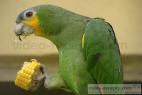Recept Vařená kukuřice - na kukuřici si pochutná i papoušek